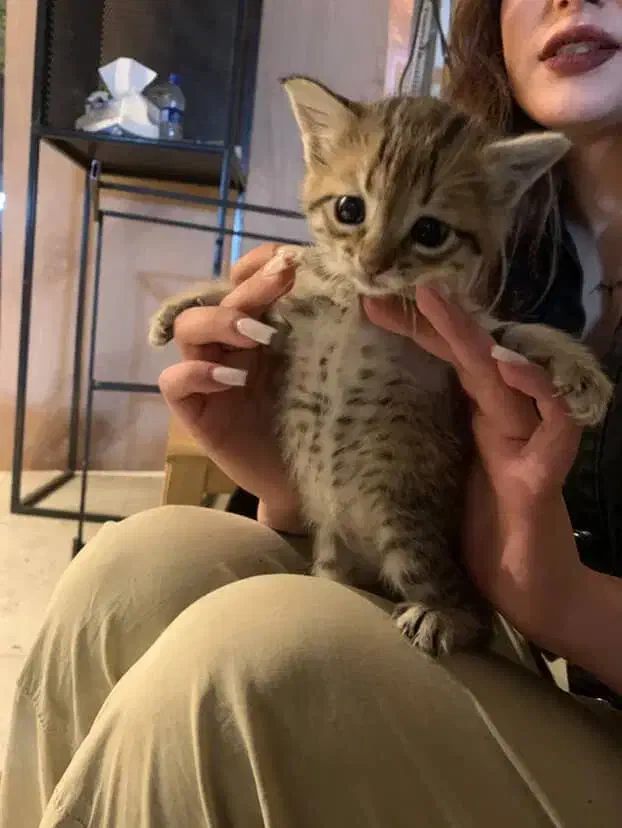 واگذاری رایگان بچه گربه|گربه|قزوین, |دیوار