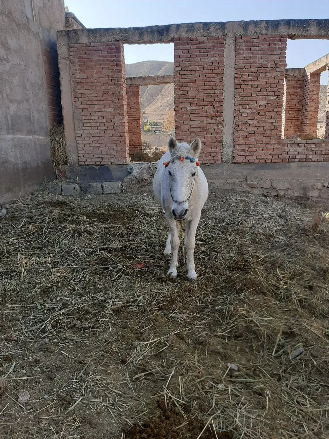 مادیان شش ساله سرحال مست|اسب و تجهیزات اسبسواری|بجنورد, |دیوار