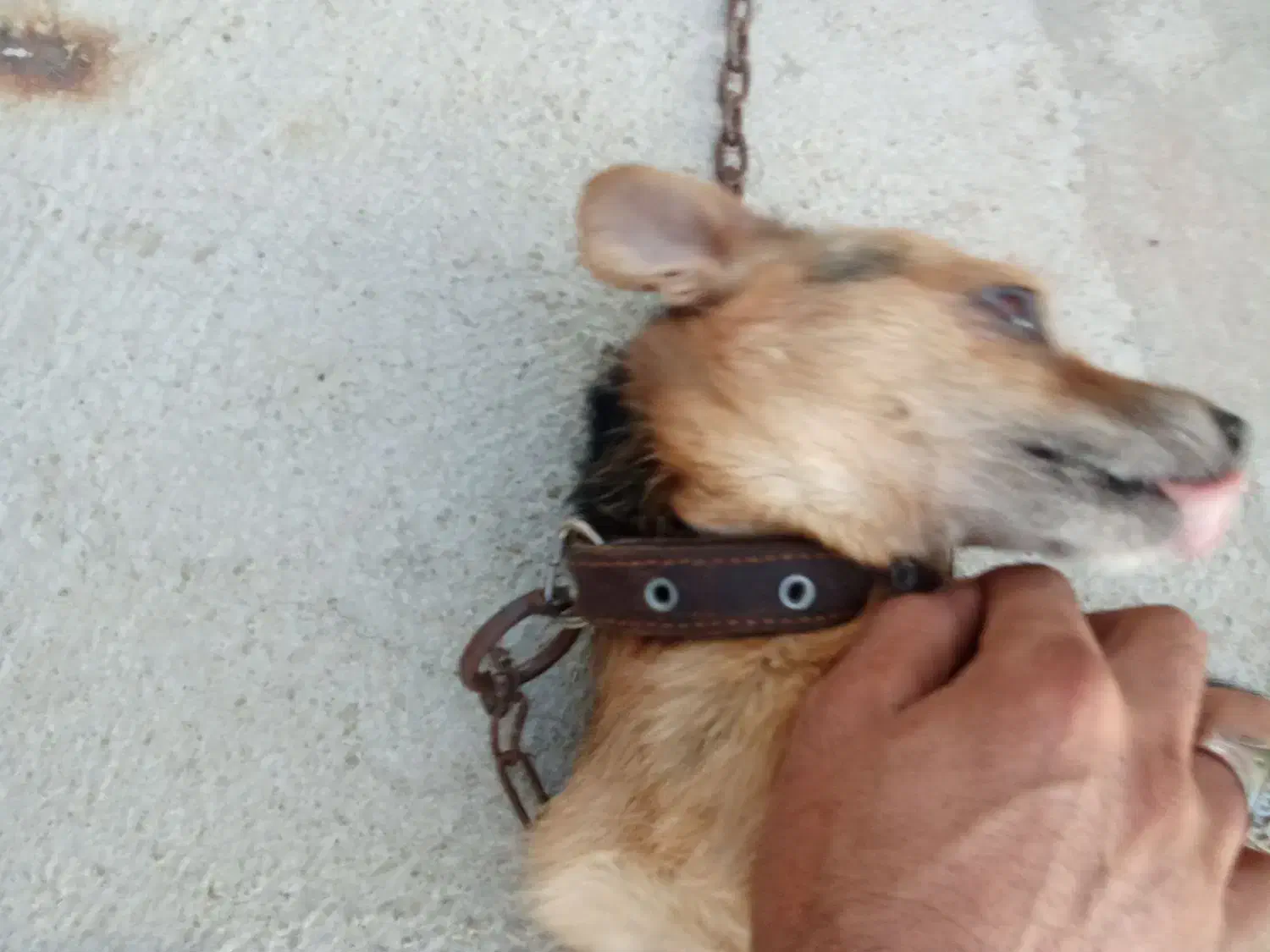 سگ پاکوتاه|سگ|سمنان, |دیوار