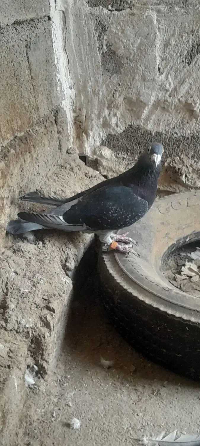 پلاکی|پرنده|بهبهان, |دیوار