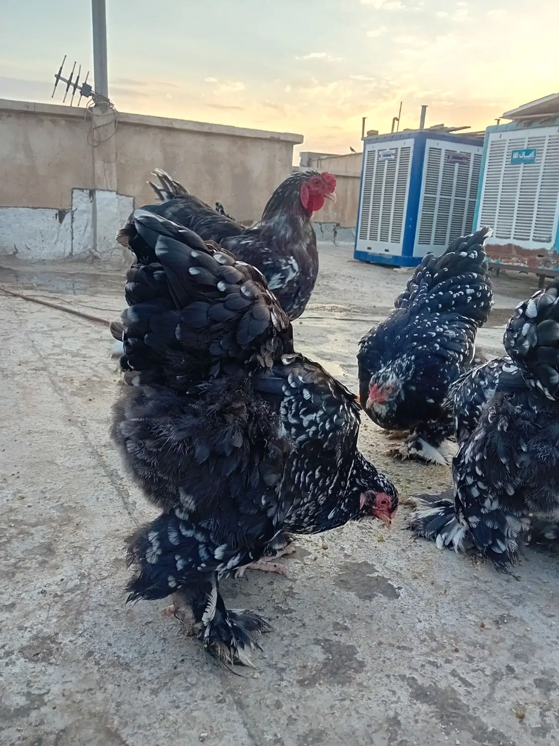 جوجه برهما بلک متلد|حیوانات مزرعه|تهران, هاشمآباد|دیوار