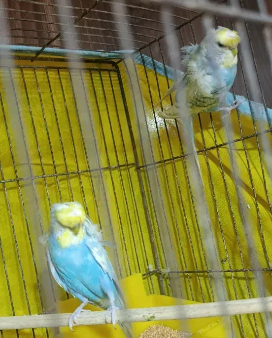 جفت بالغ کارداده پروانه ای|پرنده|گرگان, |دیوار