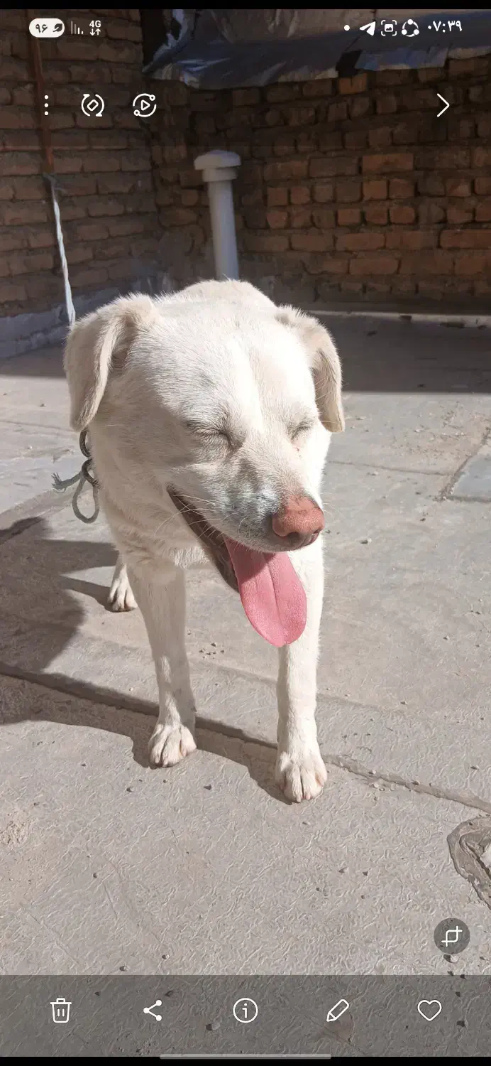 سگ پیدا شده|حیوانات|تبریز, |دیوار