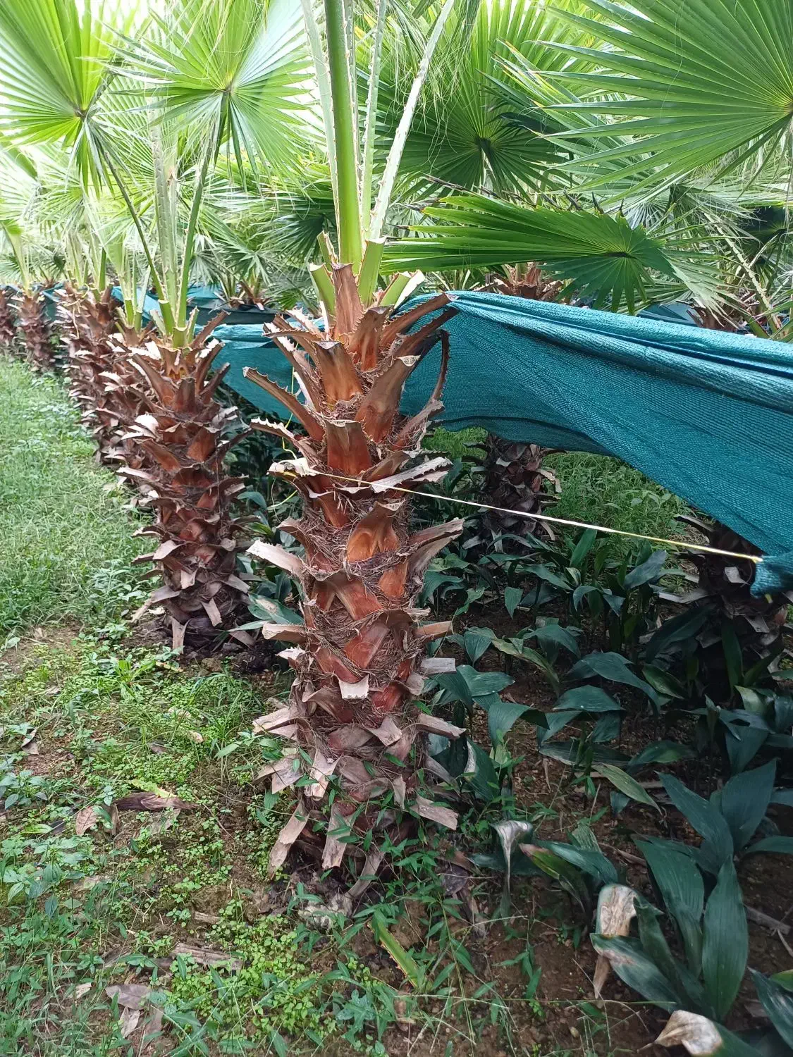 پالم تعداد ۵۵۰ تا متراژ از ۱۴۰ تا ۱۷۰ فقط تنه|گل و گیاه طبیعی|کومله, |دیوار