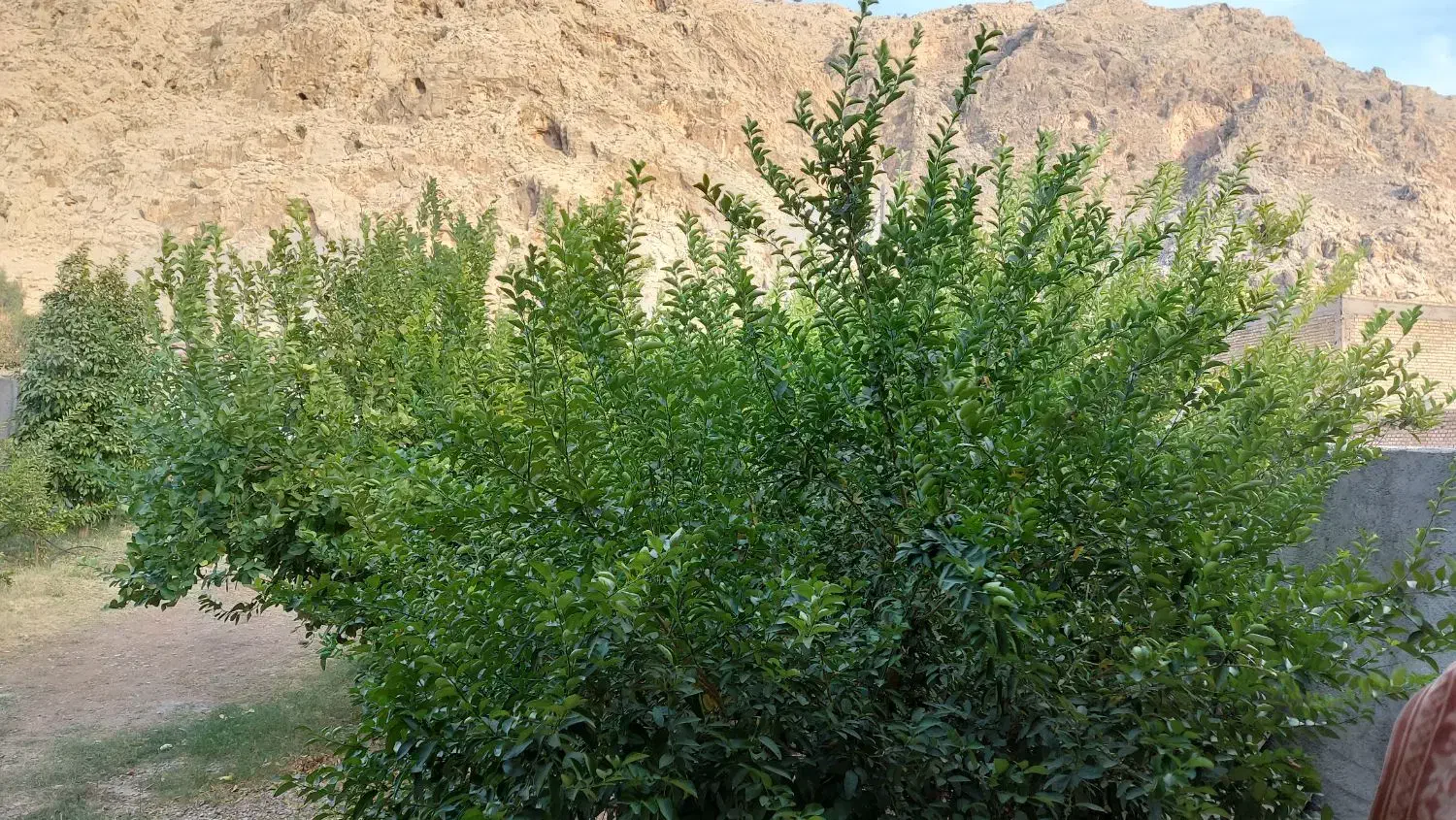 اجاره خانه باغ کوتاه مدت|اجارهٔ کوتاه‌مدت ویلا و باغ|ایذه, |دیوار