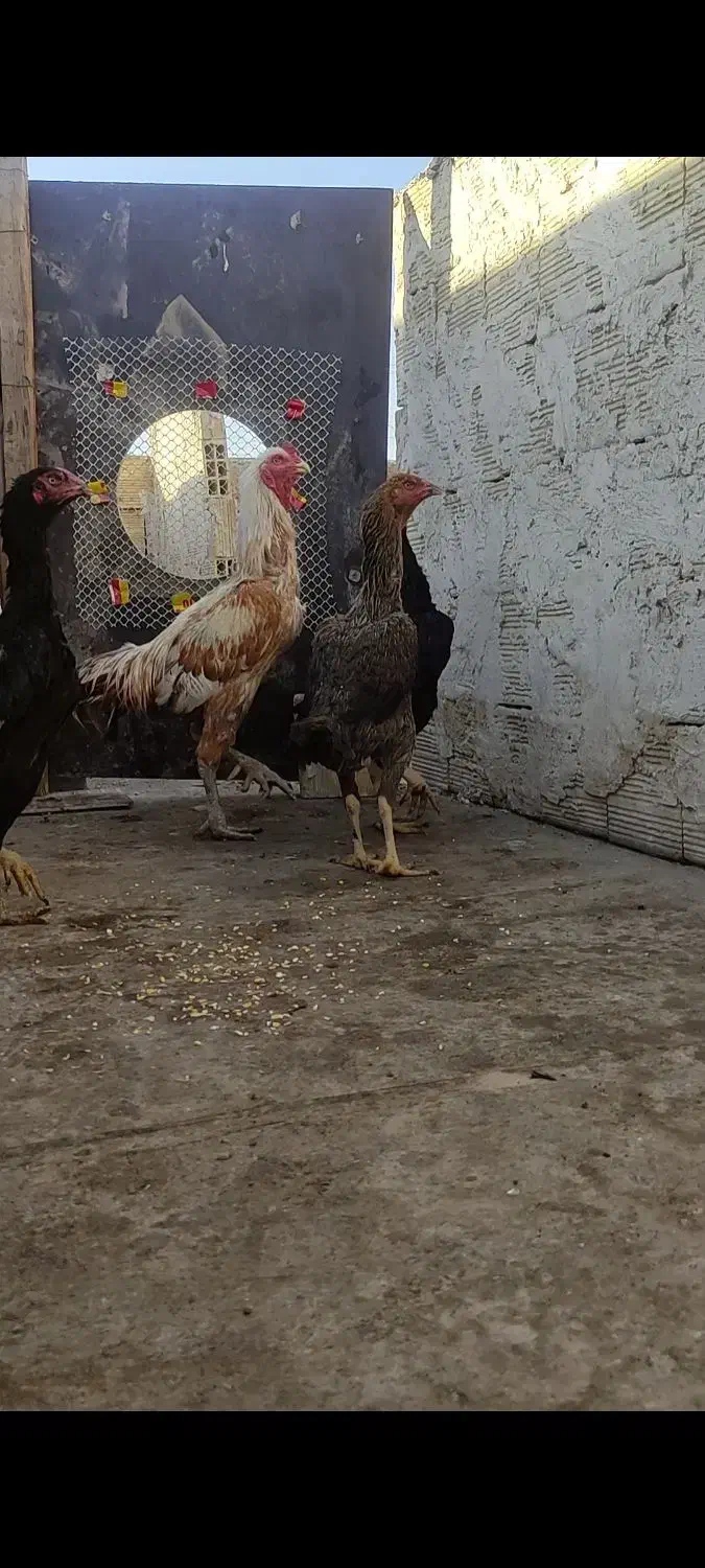 مرغ و خروس لاری حسابی|حیوانات مزرعه|قم, نیروگاه|دیوار