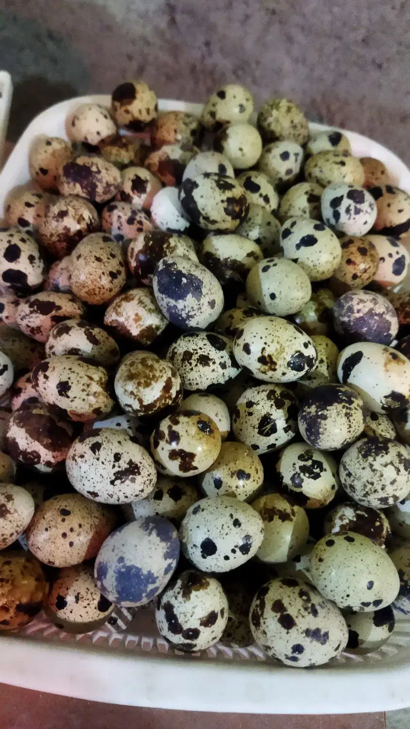 تخم نطفه دار بلدرچین نژاد وایت سنگین|حیوانات مزرعه|خمینی‌شهر, |دیوار