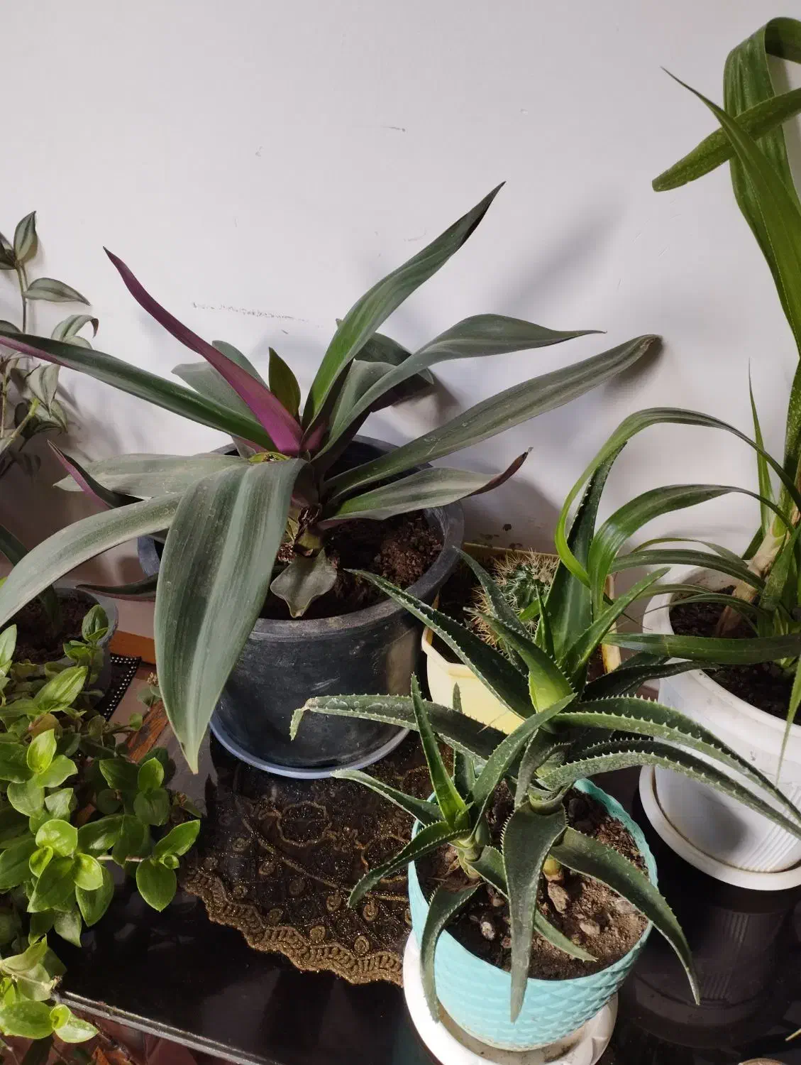 گل طبیعی|گل و گیاه طبیعی|مرند, |دیوار