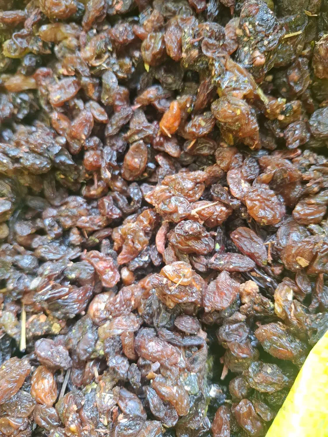 کشمش پاک شده عسکری کیسه 30 کیلو|خوردنی و آشامیدنی|کوار, |دیوار