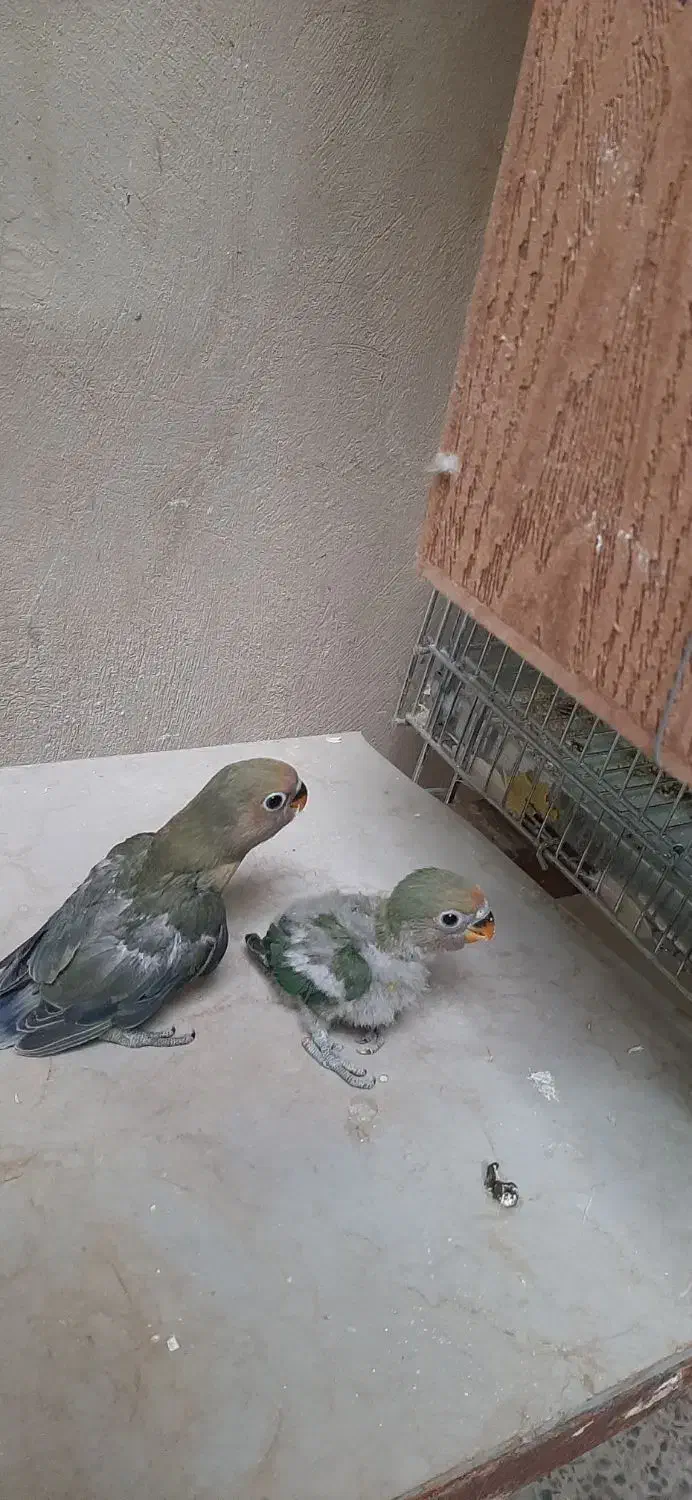 یک جفت عروس ۲۰۰۰۰۰|پرنده|سراوان, |دیوار