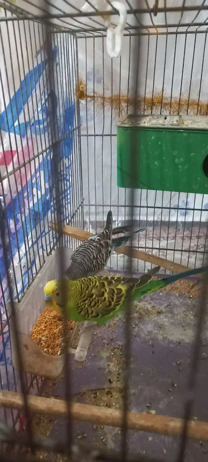 مرغ عشق سرحال|پرنده|ابهر, |دیوار