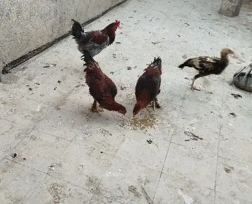 جوانه خروس امپراتور|حیوانات مزرعه|سبزوار, شرق کال عیدگاه|دیوار