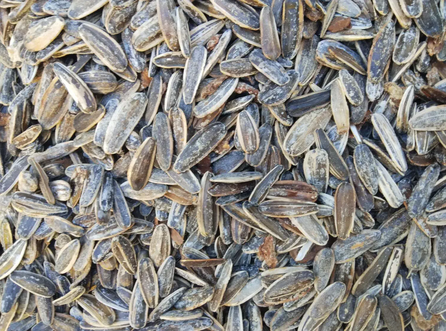 تخمه کانادایی به شرط مزه دیروز پخت شده|خوردنی و آشامیدنی|جوانرود, |دیوار