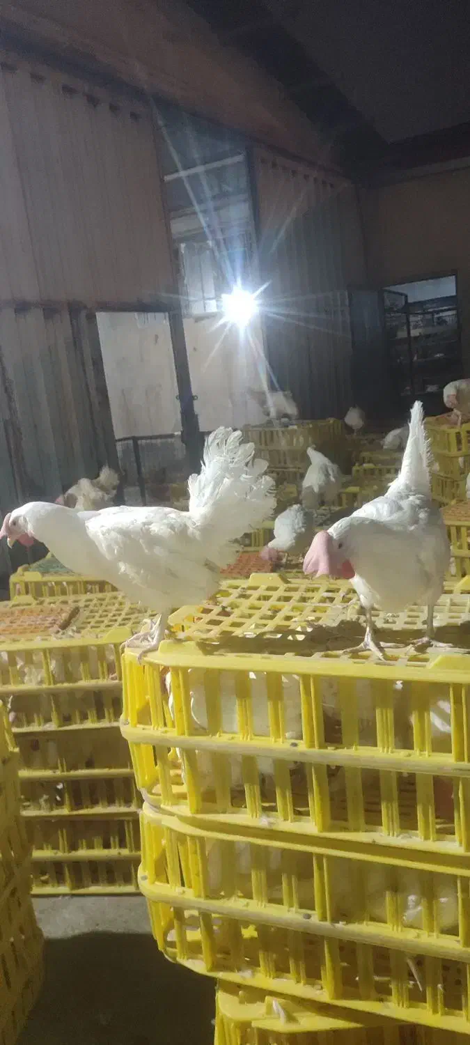 جوان مرغ و خروز س موجود تخمگذار|حیوانات مزرعه|وحیدیه, |دیوار