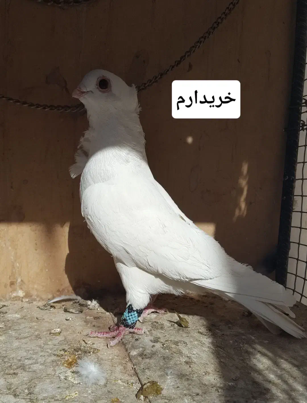 کبوتر سفید سینه فر|پرنده|لنجان, |دیوار