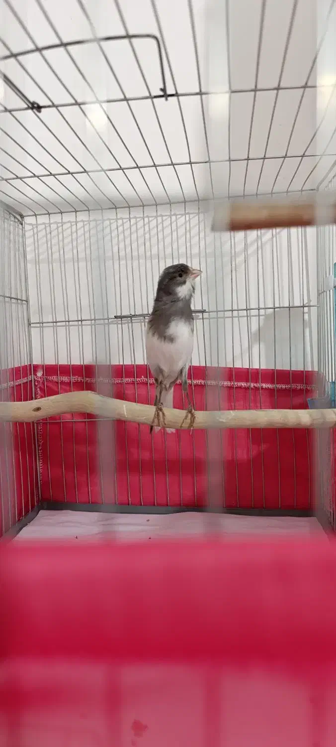 نر مست پا جفتی|پرنده|بندرعباس, |دیوار