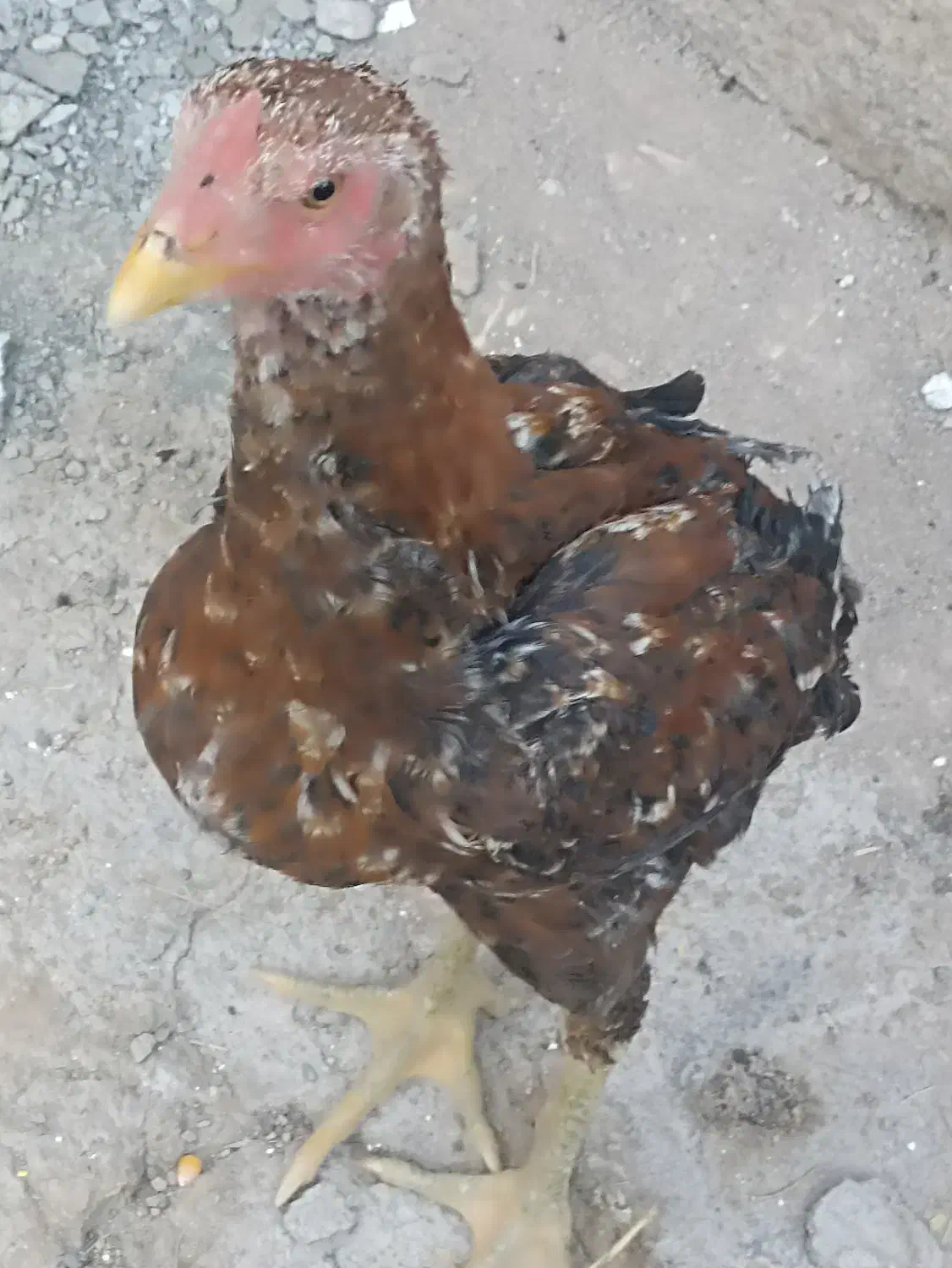 خروس ترک|پرنده|خاش, |دیوار