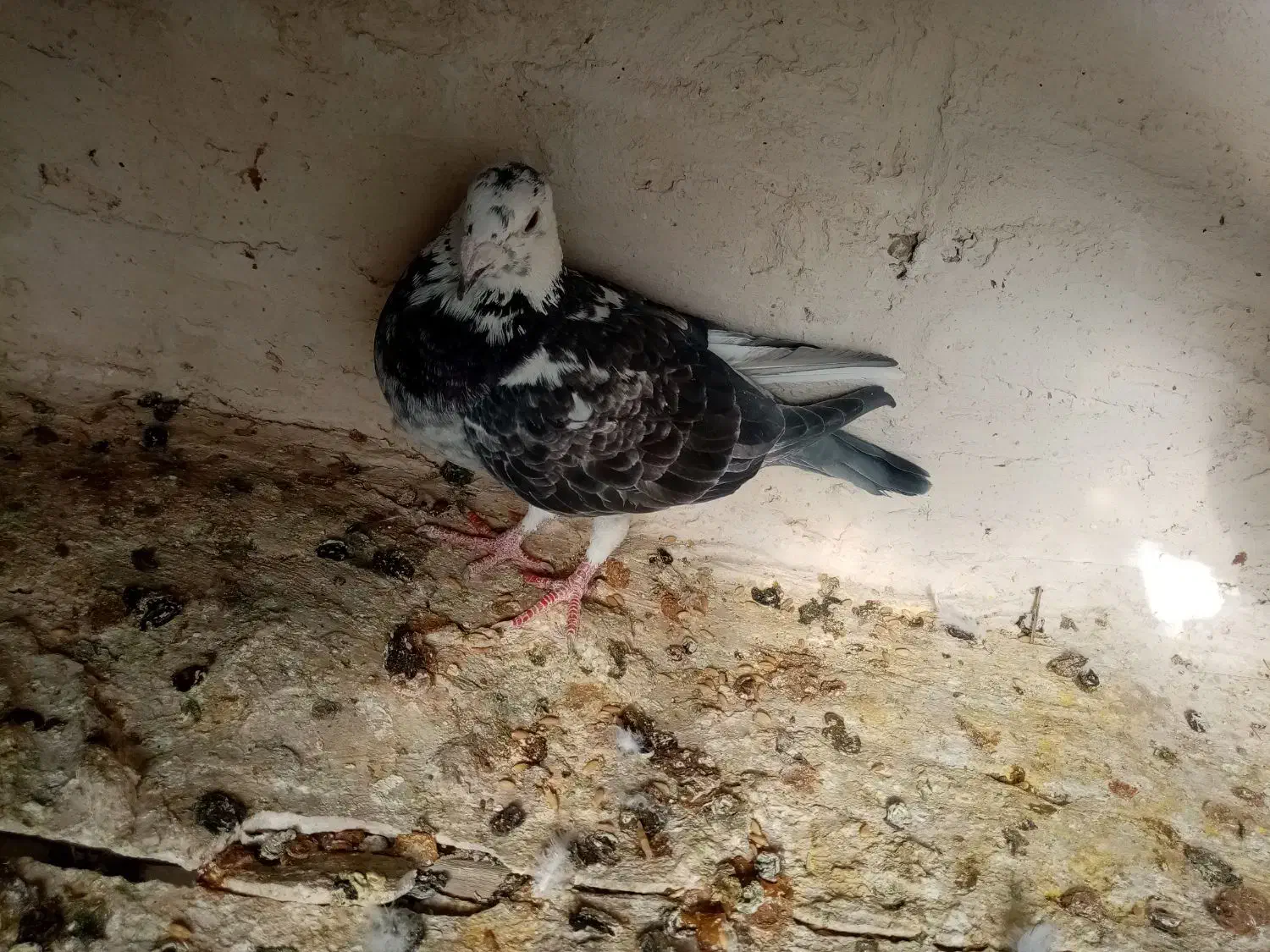 3تا ماده پلاکی|پرنده|شیراز, پادگان ولیعصر|دیوار