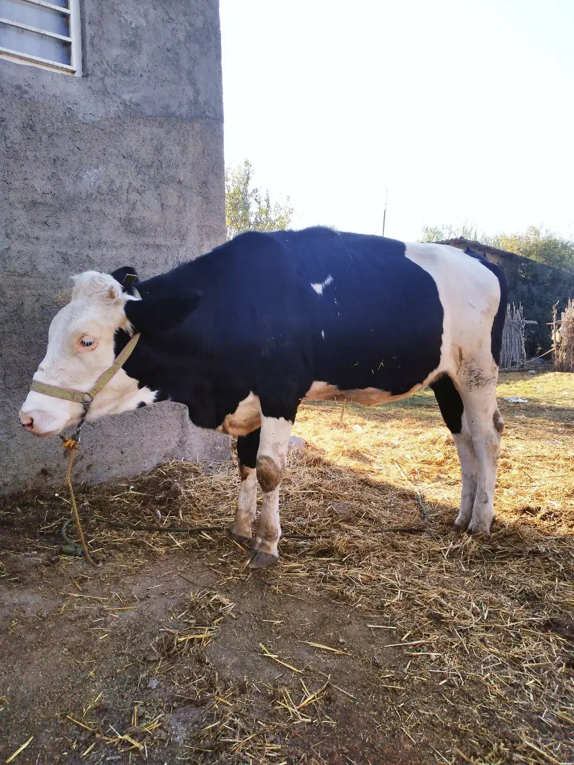 گوساله|حیوانات مزرعه|رامیان, |دیوار