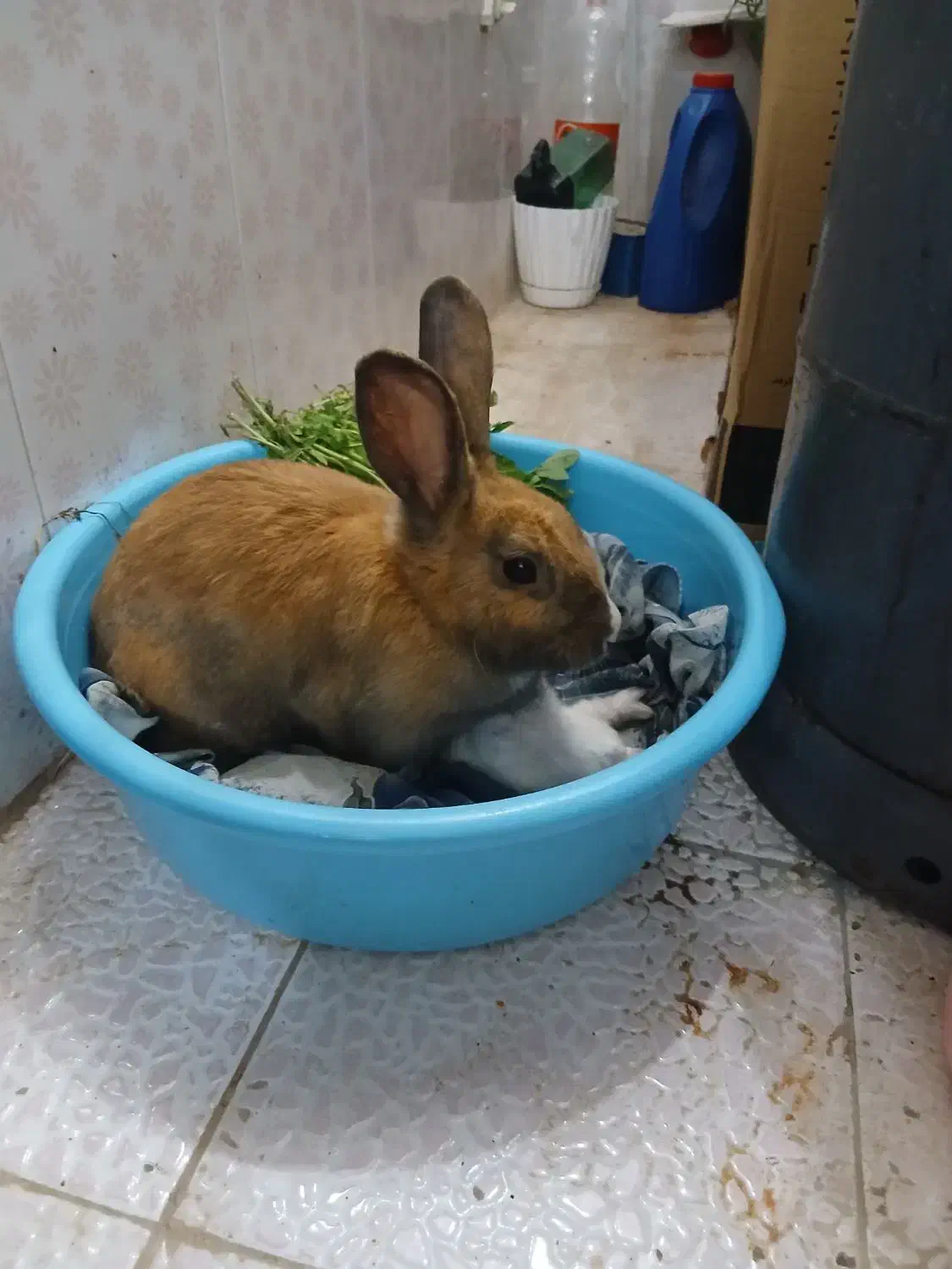 خرگوش|موش و خرگوش|زابل, |دیوار