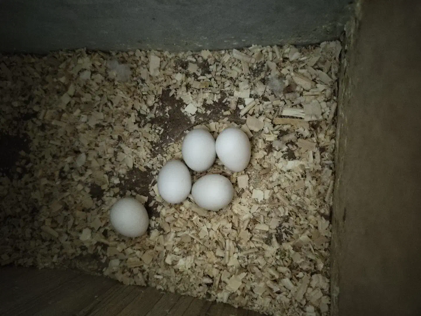 عروس هلندی کوتوله برزیلی|پرنده|صحنه, |دیوار