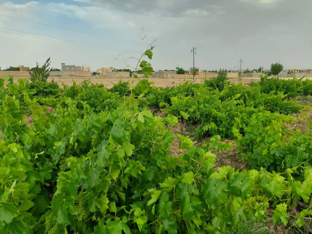 فروش باغ انگوروزمین کشاورزی برق وگاز چسبیده به ملک|فروش دفتر صنعتی، کشاورزی، تجاری|خرمدشت, |دیوار