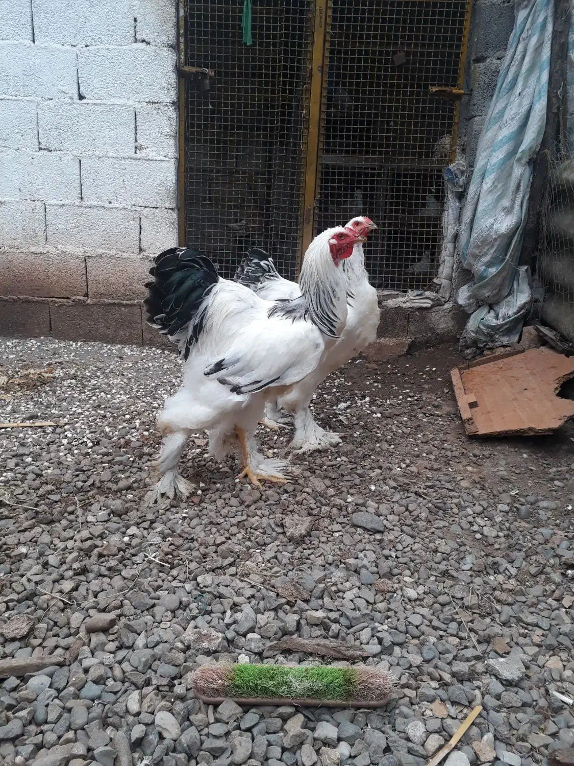 خروس برهما اصل|حیوانات مزرعه|رشت, حومه رشت|دیوار