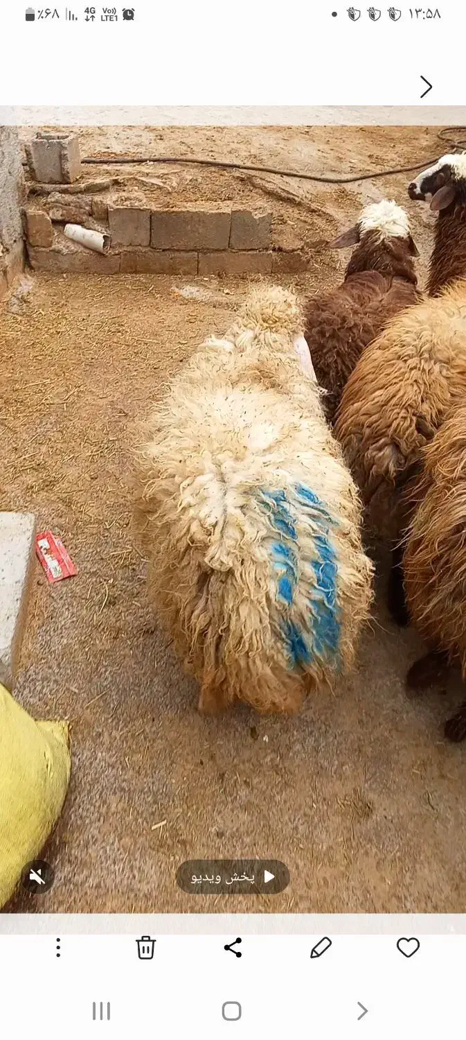 بره چاق|حیوانات مزرعه|نورآباد, |دیوار