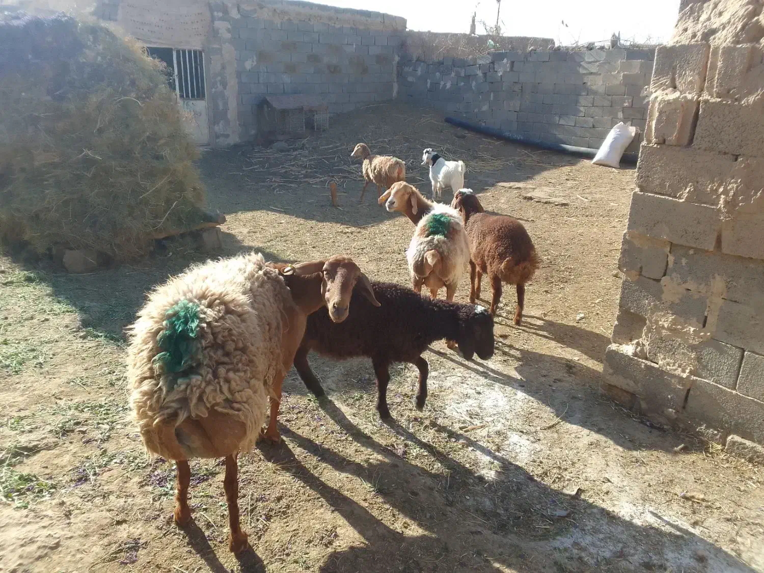 میش زاییده|حیوانات مزرعه|تربت جام, جلگه موسی آباد|دیوار