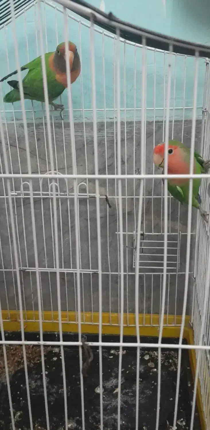 کوتوله‌جفت‌کارداده|پرنده|شیراز, طلاب|دیوار