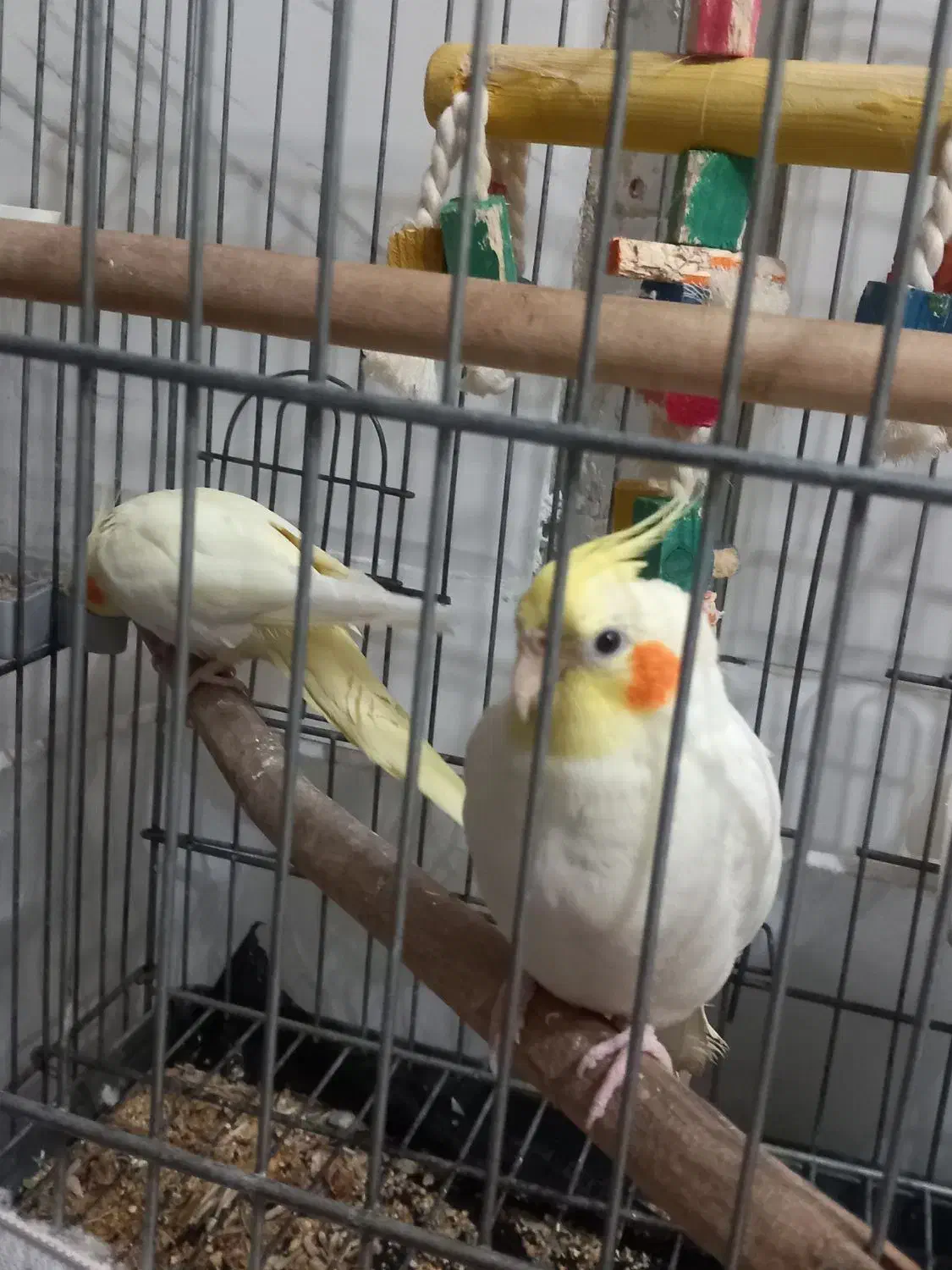 عروس هلندی لوتینو|پرنده|شیراز, شاهچراغ|دیوار