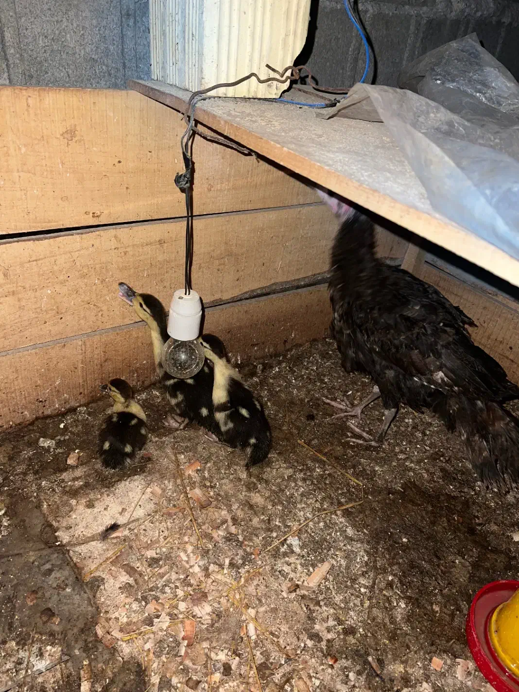 سه عدد اردک اسرائیلی با یک عدد بقلمون|حیوانات مزرعه|تالش, جوکندان|دیوار