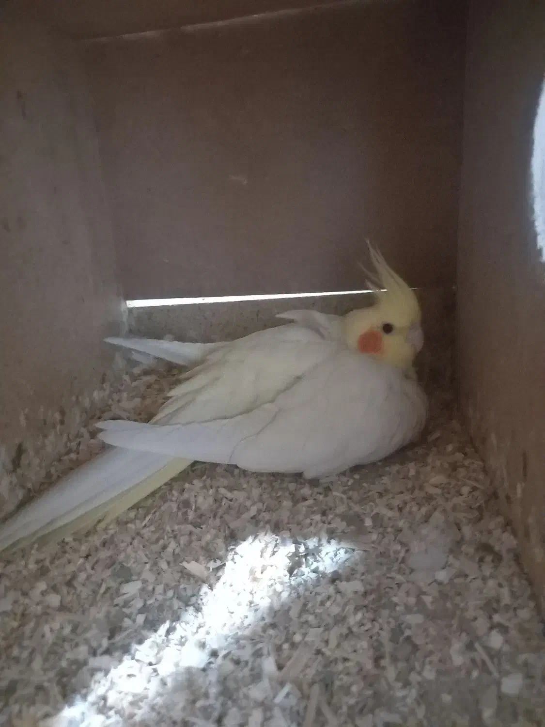 دو جفت عروس هلندی درشت کشیده با تخم و جوجه|پرنده|مرودشت, کناره|دیوار