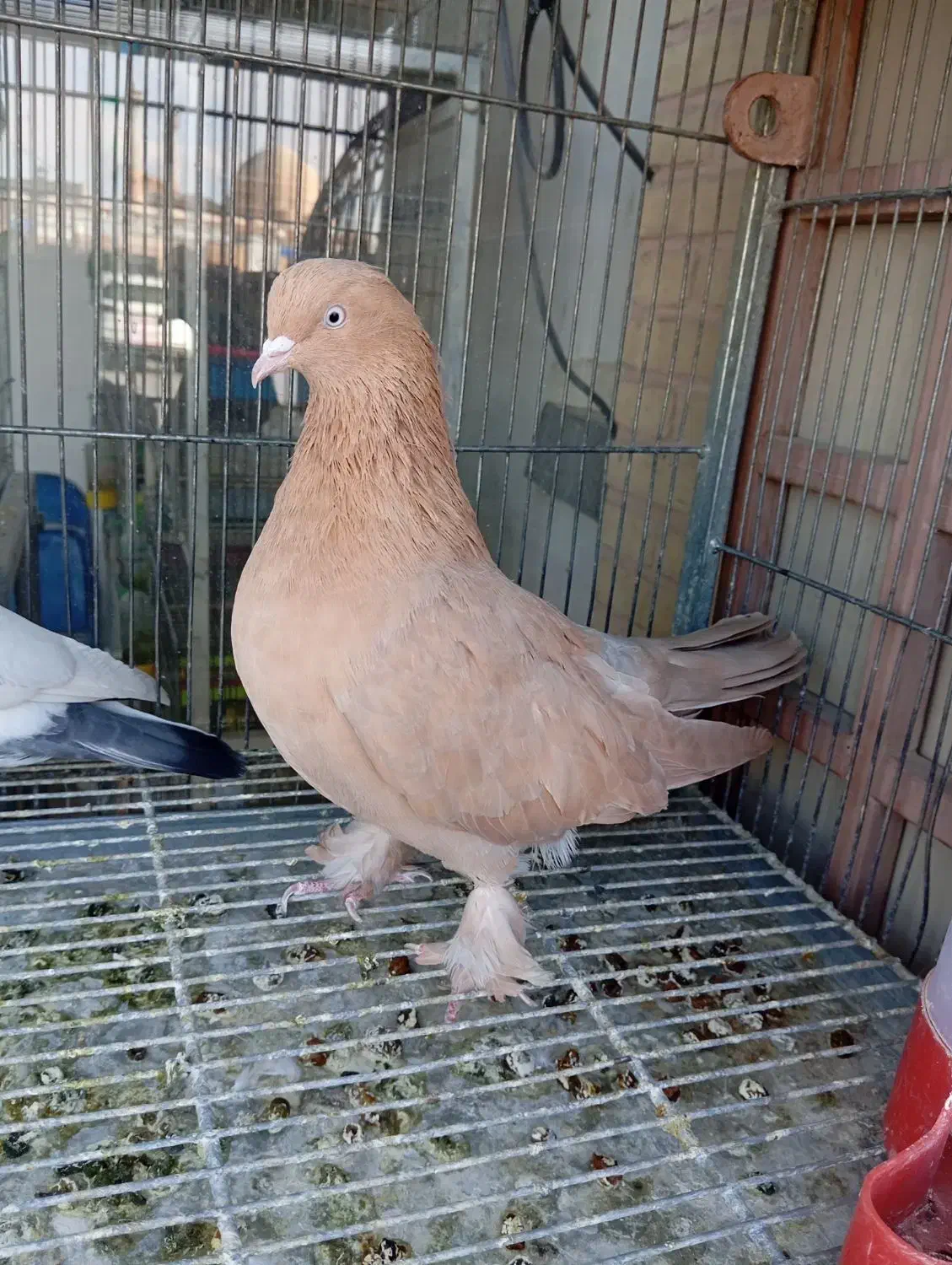 اصفهانی بپر و بازی|پرنده|اصفهان, امامزاده اسماعیل|دیوار