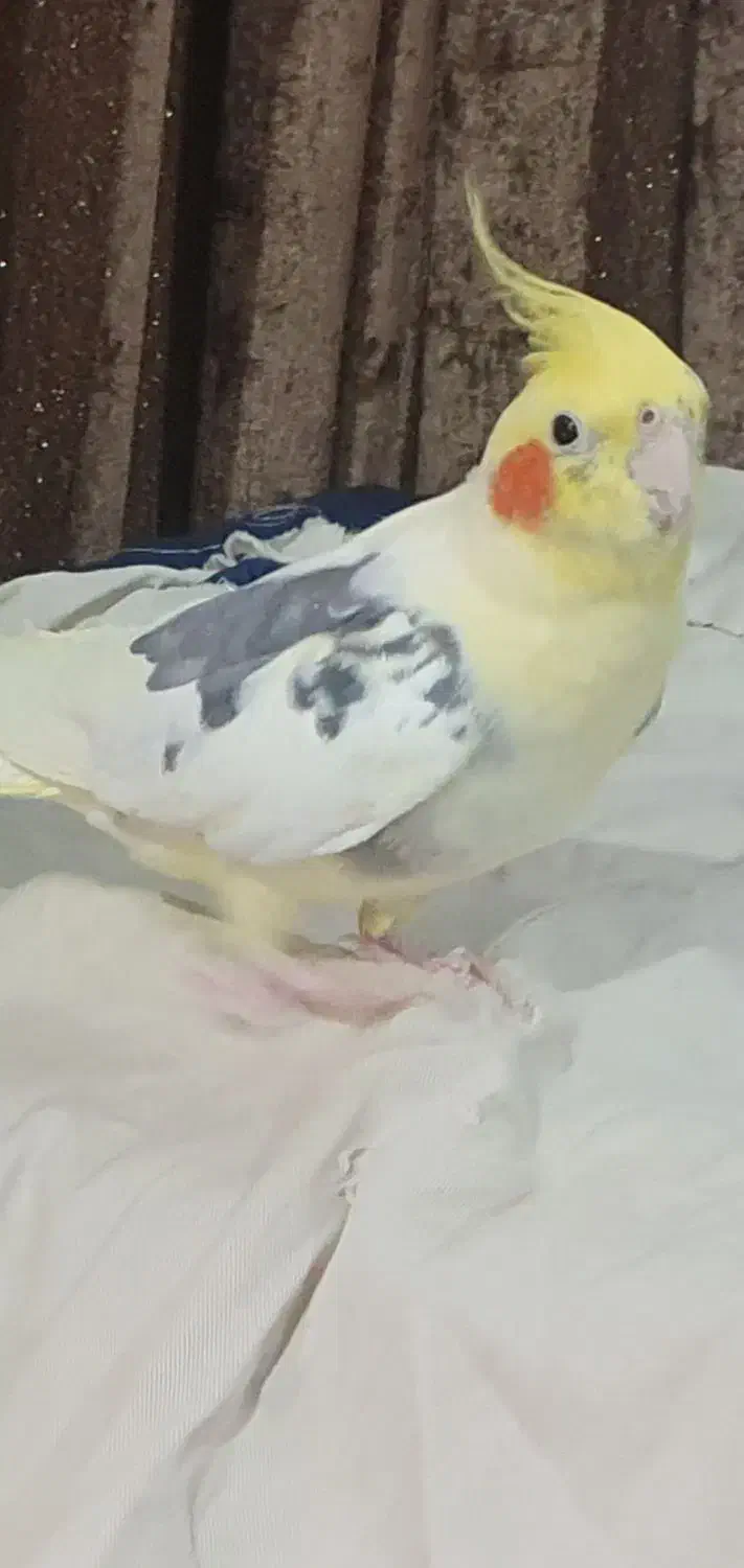 گم شده عروس هلندی|حیوانات|اهواز, کیانشهر|دیوار