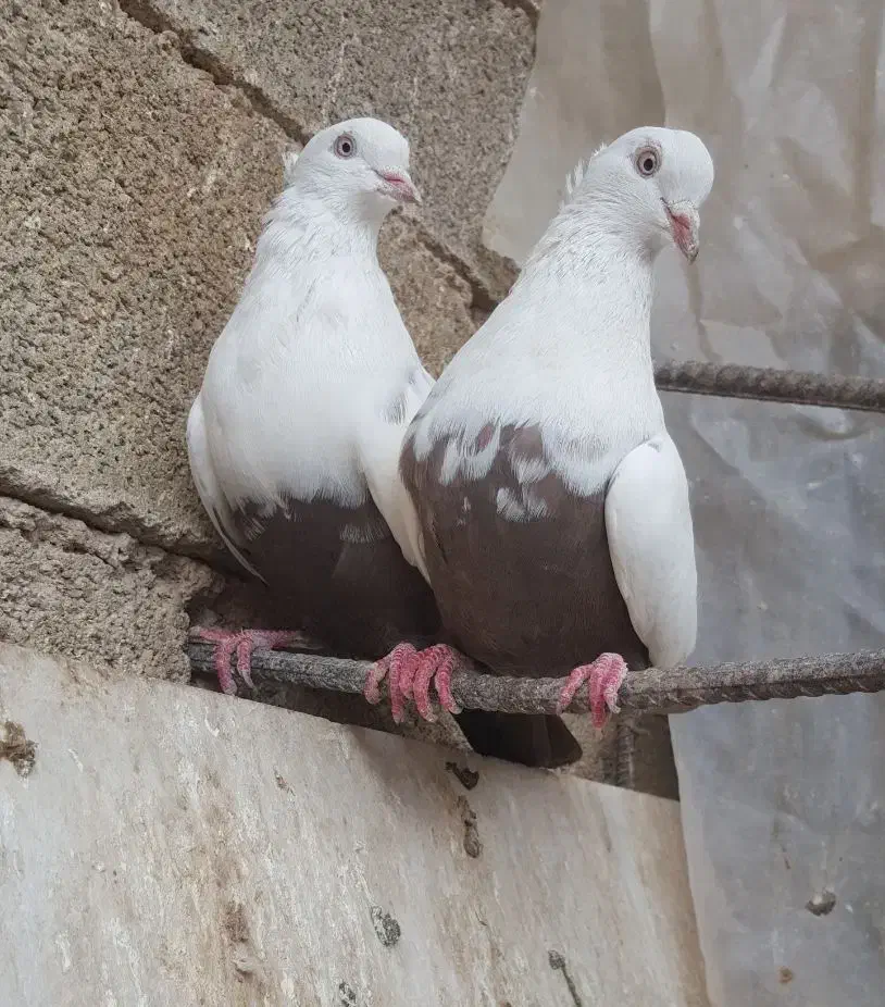 جفت دم قهوه ای|پرنده|فیروزآباد (فارس), |دیوار