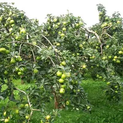 باغ کنار اتوبان کرکیخان|فروش دفتر صنعتی، کشاورزی، تجاری|اشترینان, |دیوار