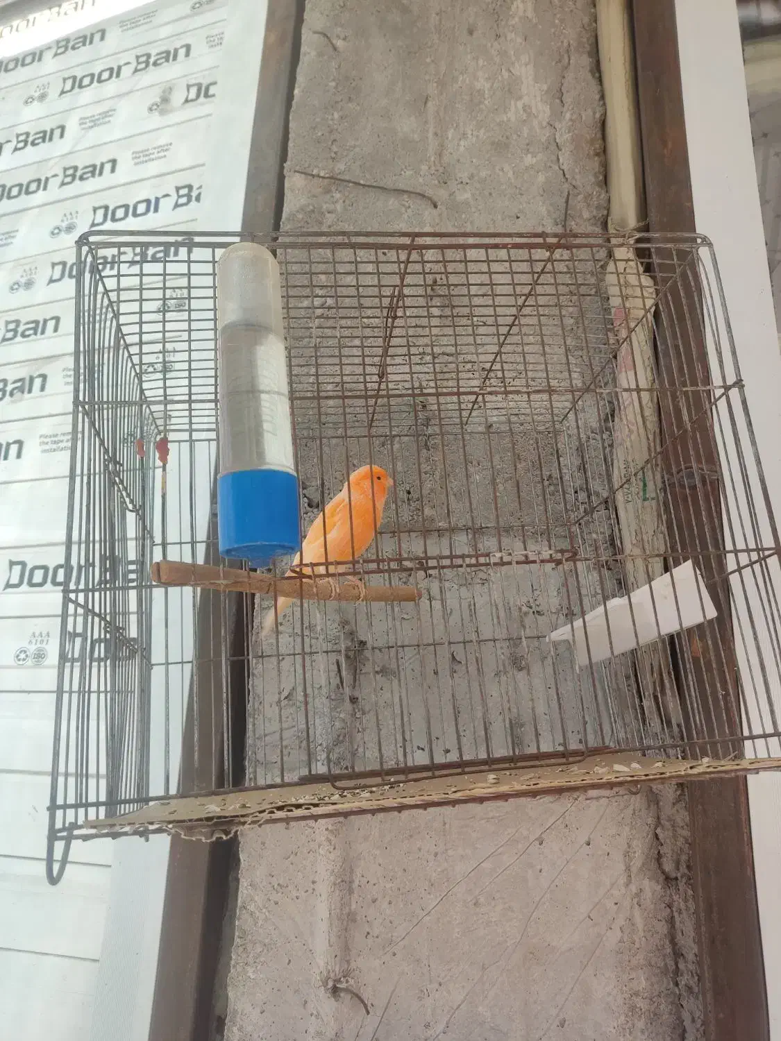 فروش قناری نر مست|پرنده|داراب, |دیوار