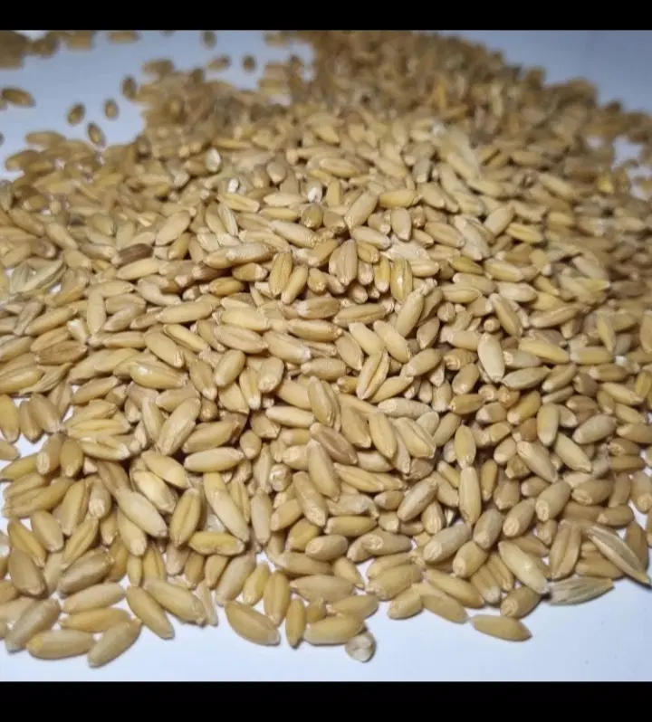گندم|خوردنی و آشامیدنی|گناباد, |دیوار