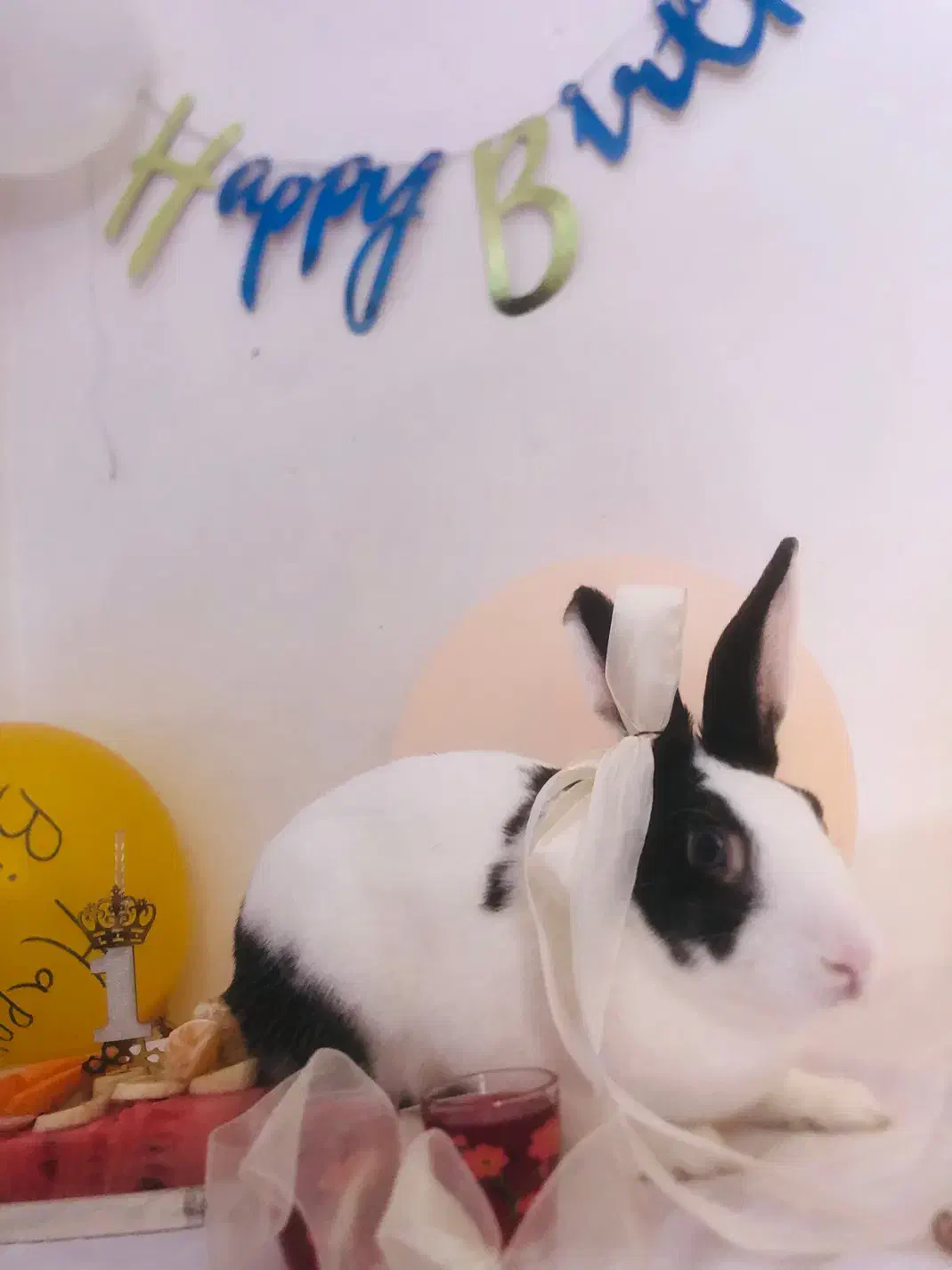 واگذاری رایگان ۲خرگوش ماده باهم|موش و خرگوش|مشهد, شهید آوینی|دیوار