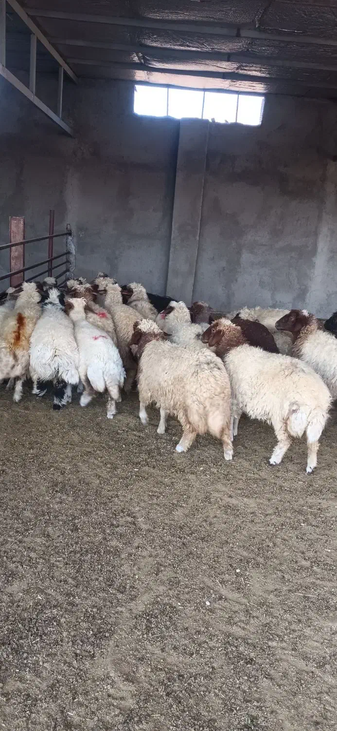 بره ماده داشتی|حیوانات مزرعه|آبدانان, |دیوار