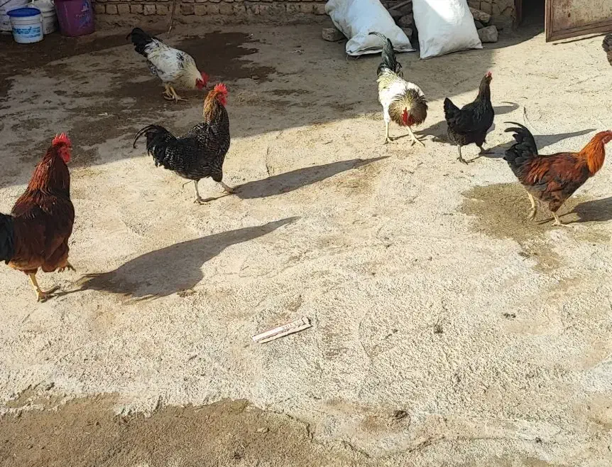 خروس فروشی|حیوانات مزرعه|دینور, |دیوار