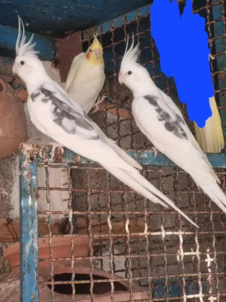 عروس هلندی دوکت آلبینو|پرنده|چابهار, |دیوار