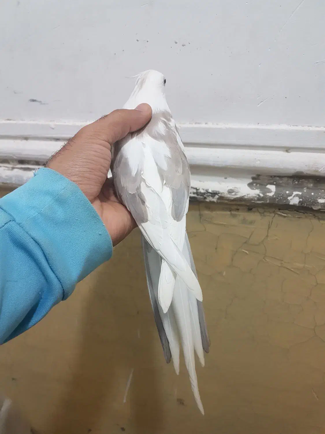 طوطی عروس هلندی|پرنده|سراوان, |دیوار