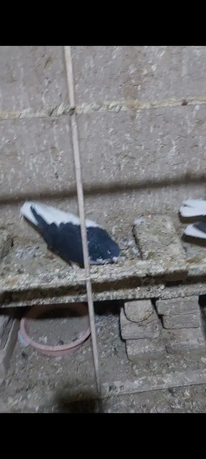 کبوترهای رنگی|پرنده|تاکستان, |دیوار