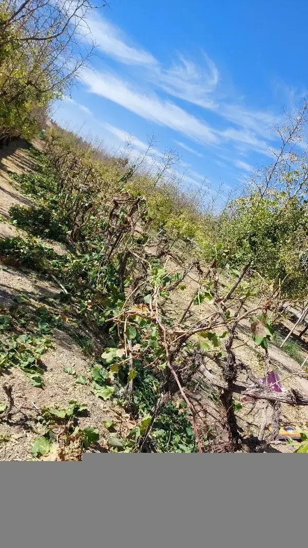 هرس و پیوند انواع درختان میوه ای|خدمات باغبانی و درختکاری|بیرجند, |دیوار