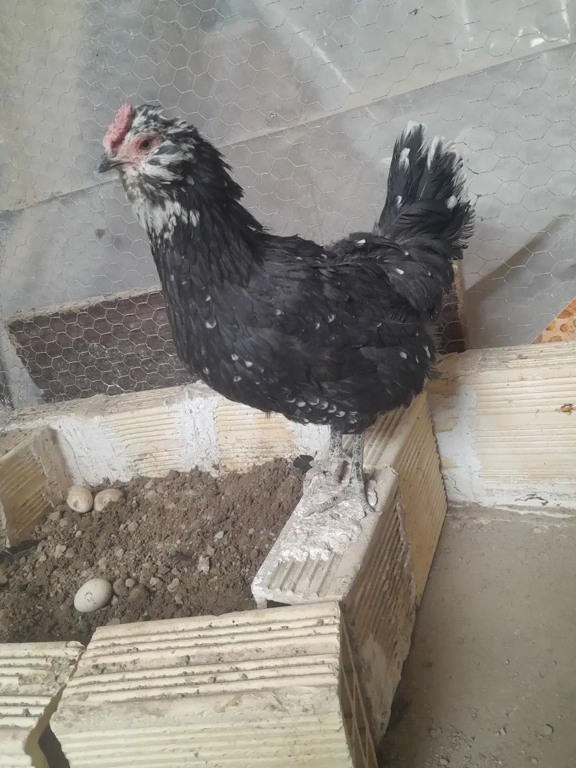 مرغ وخروس گلین فول|حیوانات مزرعه|تهران, جیحون|دیوار