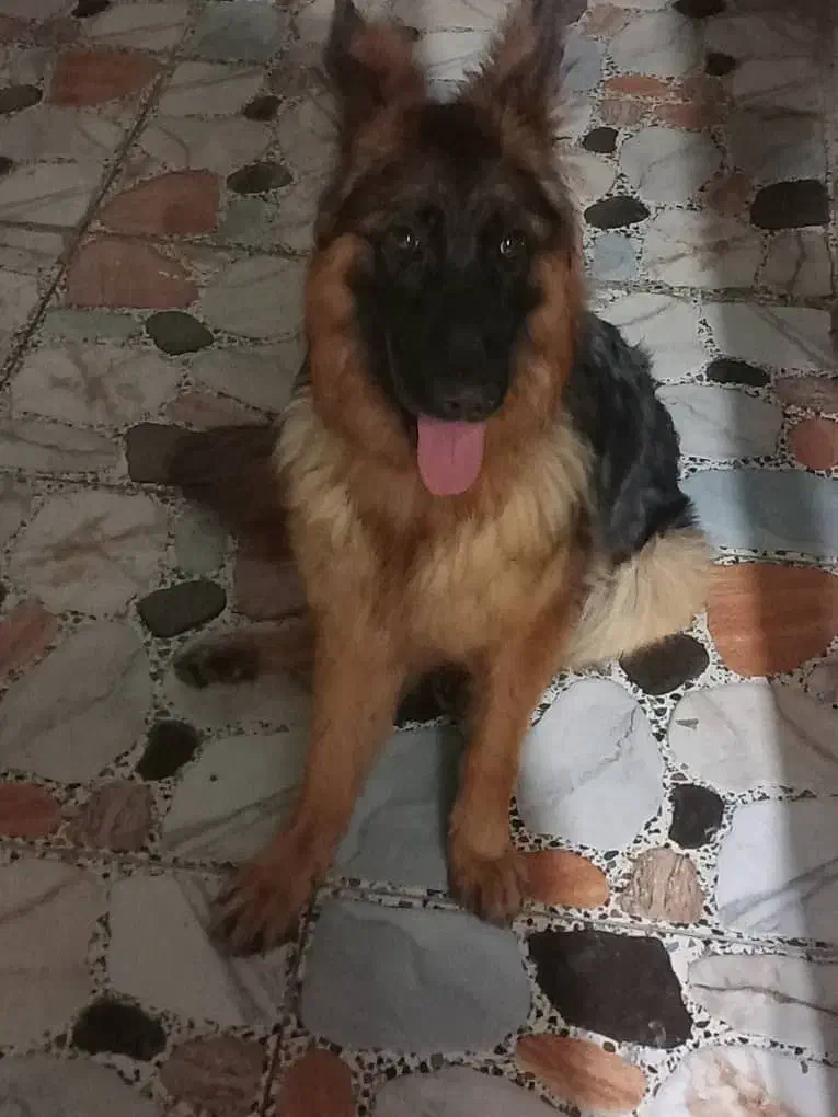 سگ ژرمن|سگ|خرمشهر, |دیوار