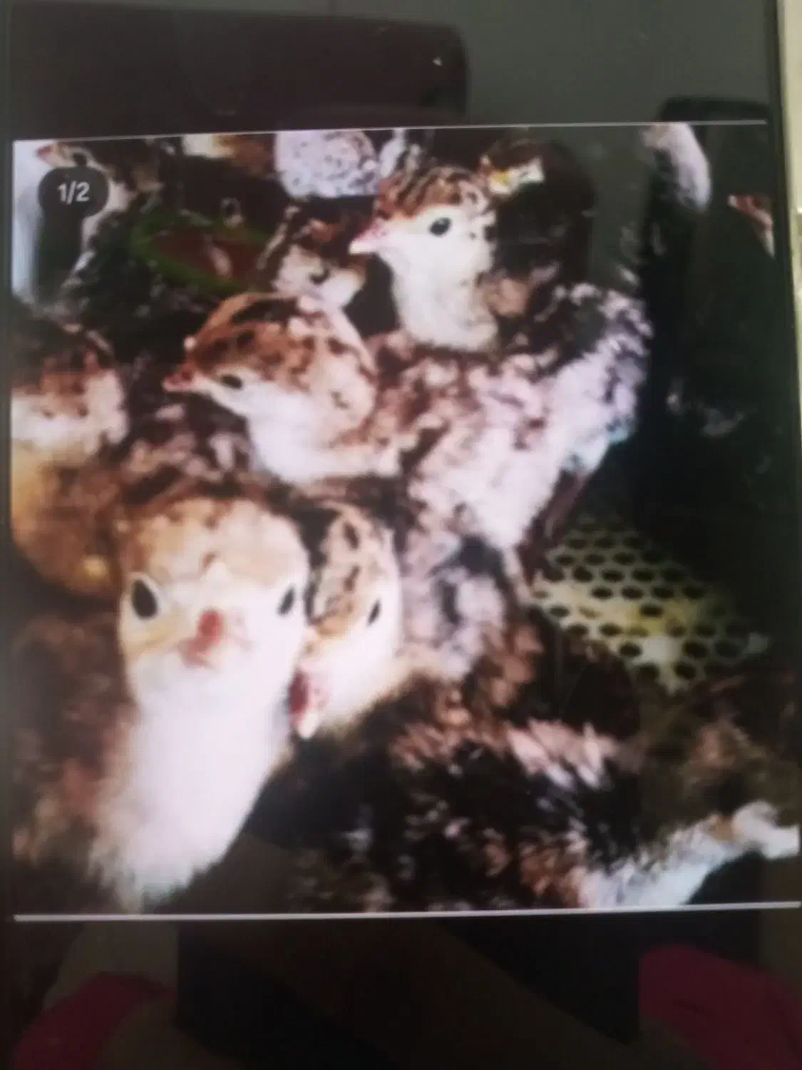 جوجه یکروزه بوقلمون|حیوانات مزرعه|ورامین, ورامین|دیوار