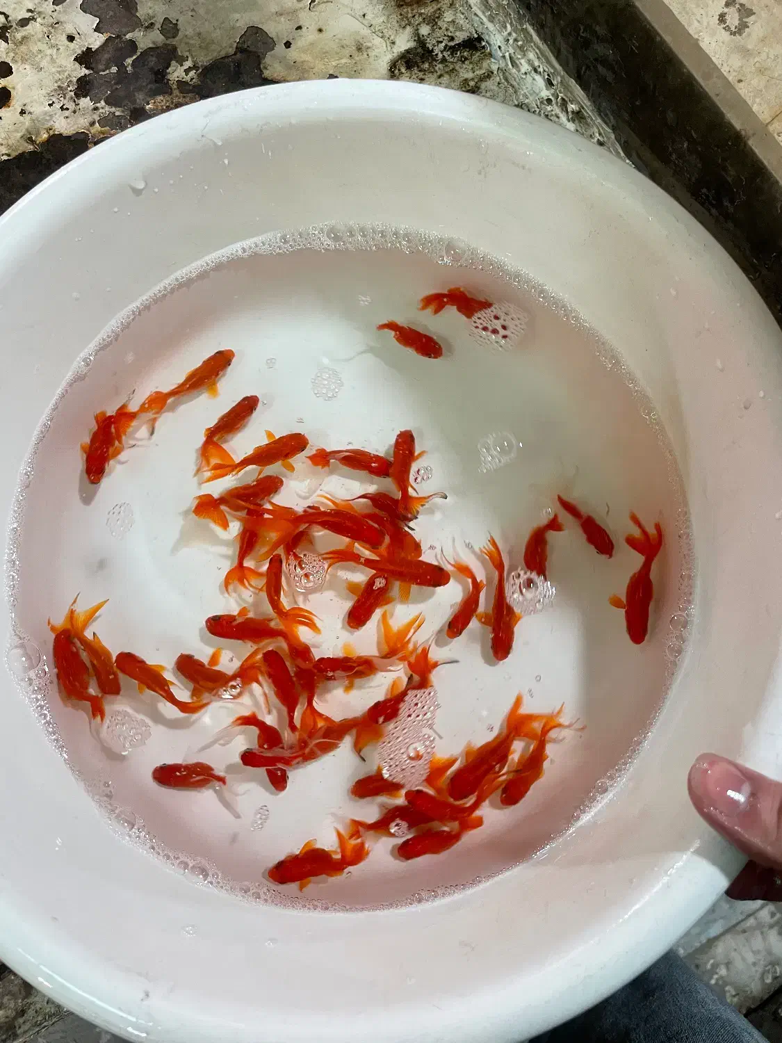 ماهی قرمز|ماهی|کرج, اصفهانی‌ها|دیوار